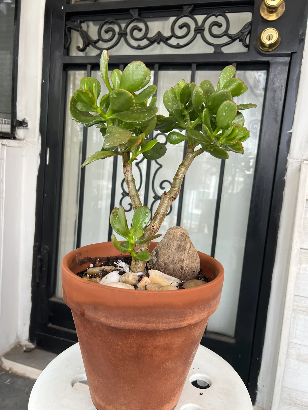Large Jade Plant bonsai - photo 4