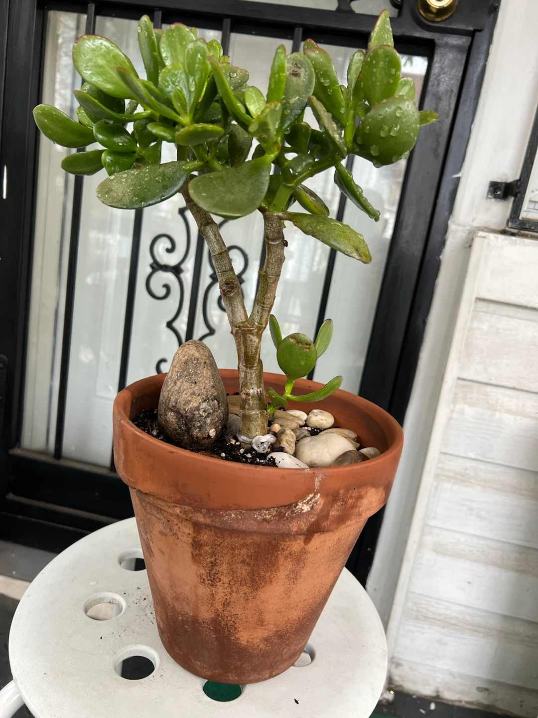 Large Jade Plant bonsai - photo 5