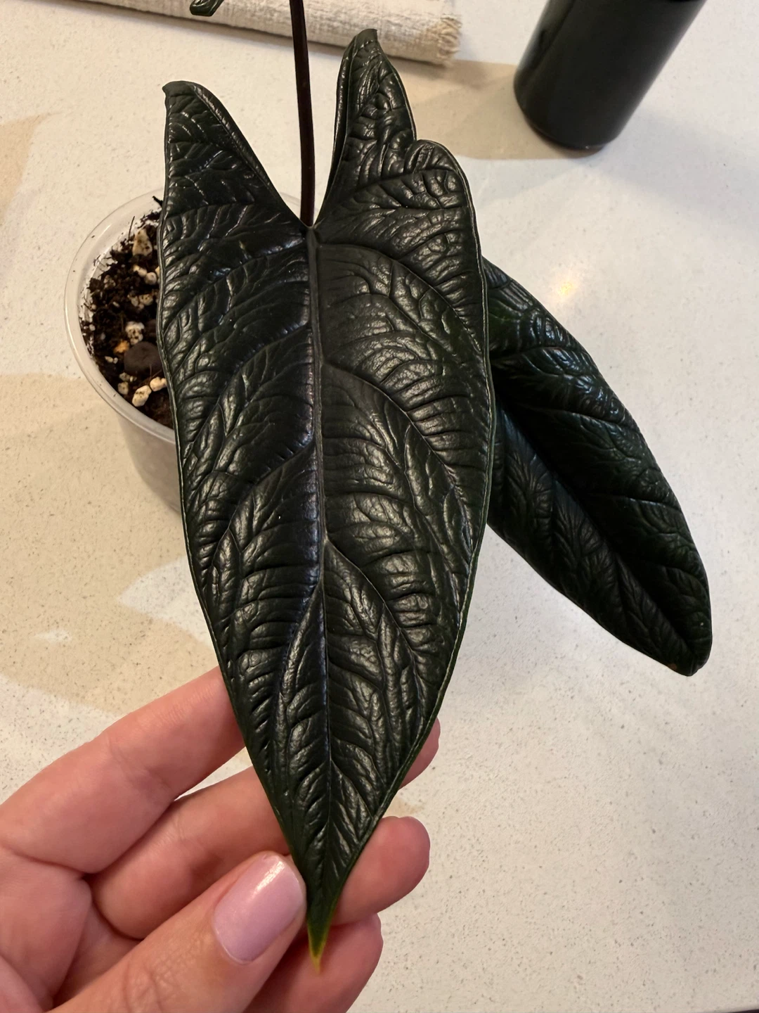 Alocasia scarprum black