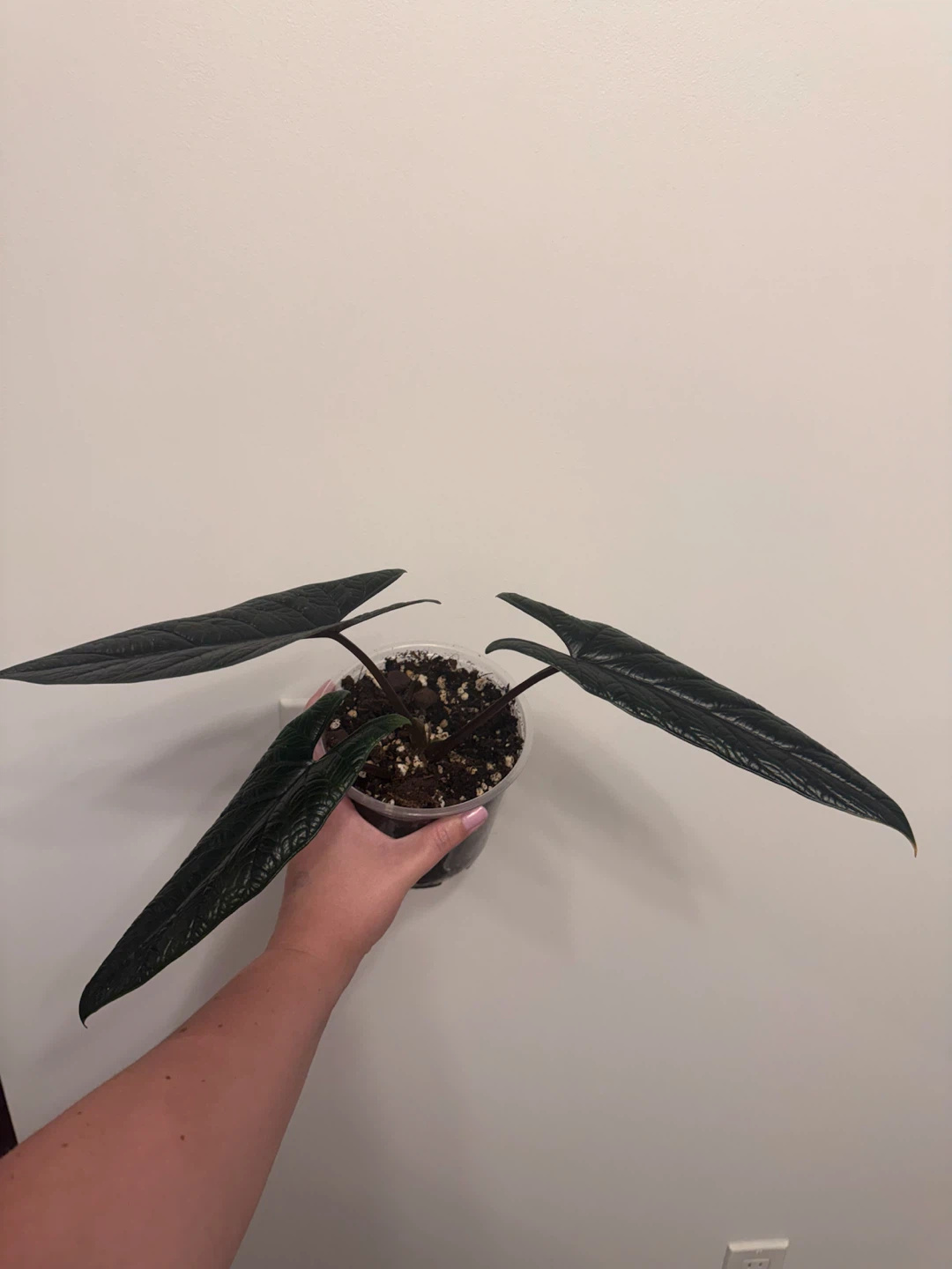 Alocasia scarprum black - photo 2