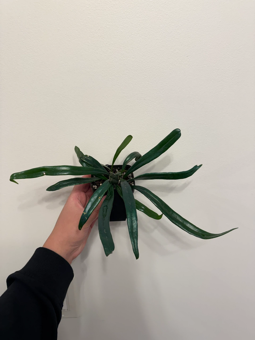 Rare Blue oil fern