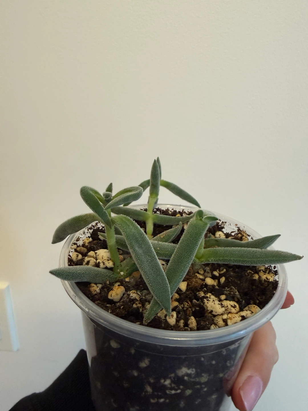 Fuzzy succulent plant