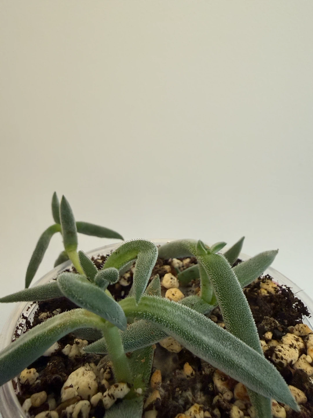 Fuzzy succulent plant - photo 2