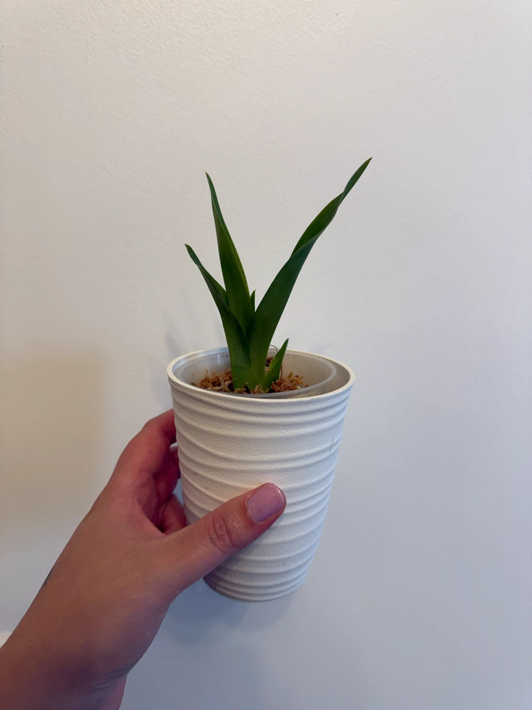 Small Oncidium Orchid Plant