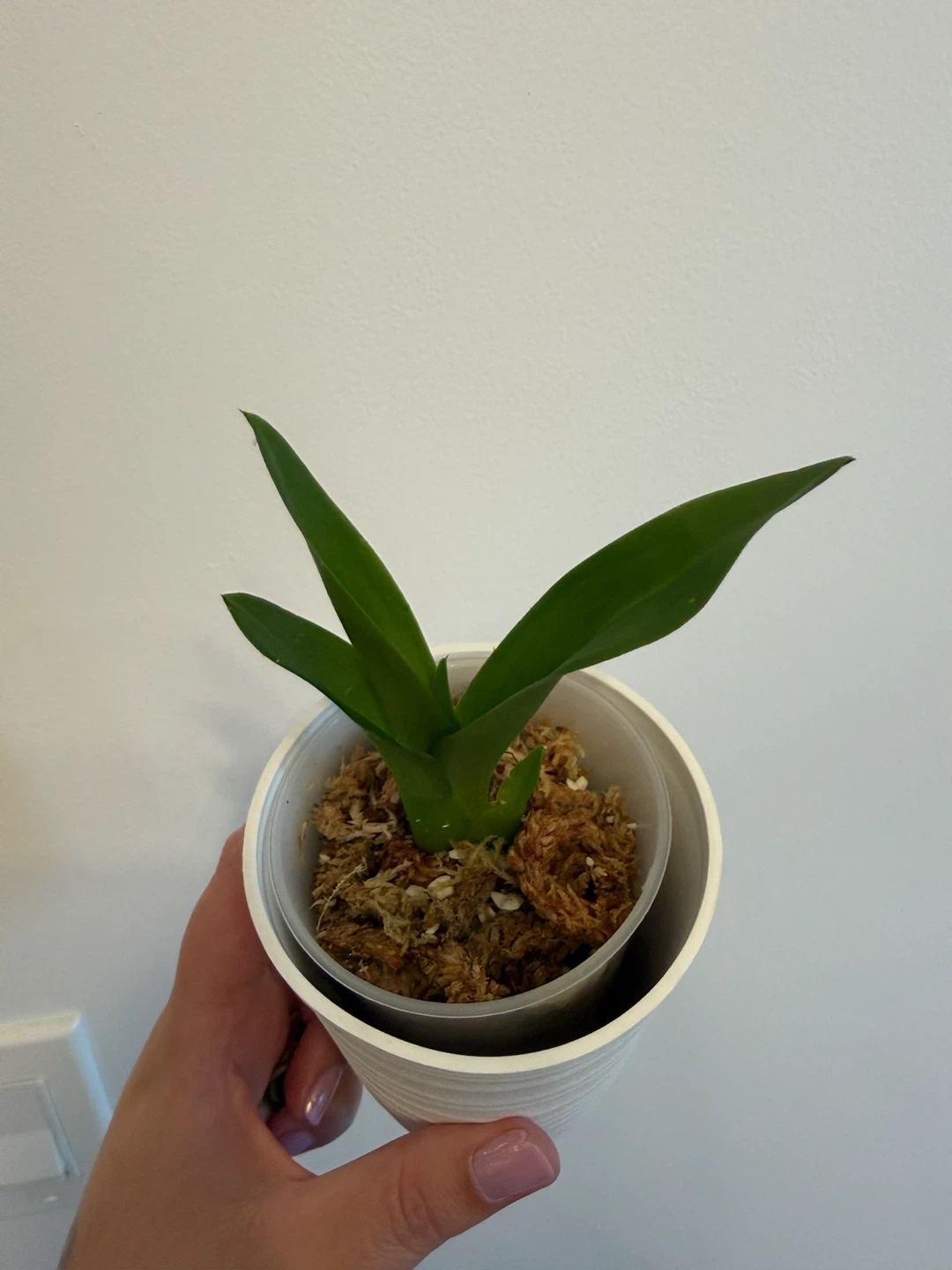 Small Oncidium Orchid Plant - photo 2
