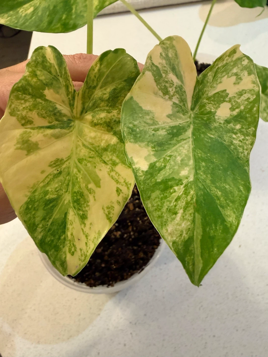 Alocasia Gageana Aurea Variegated Plants