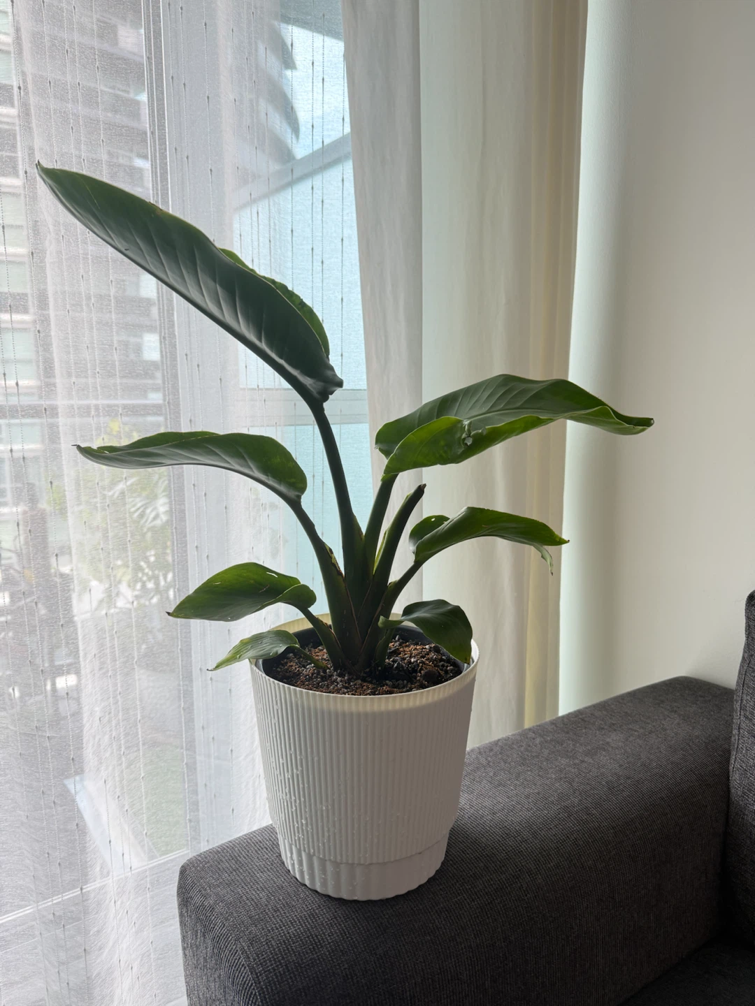 White Bird of Paradise Plant