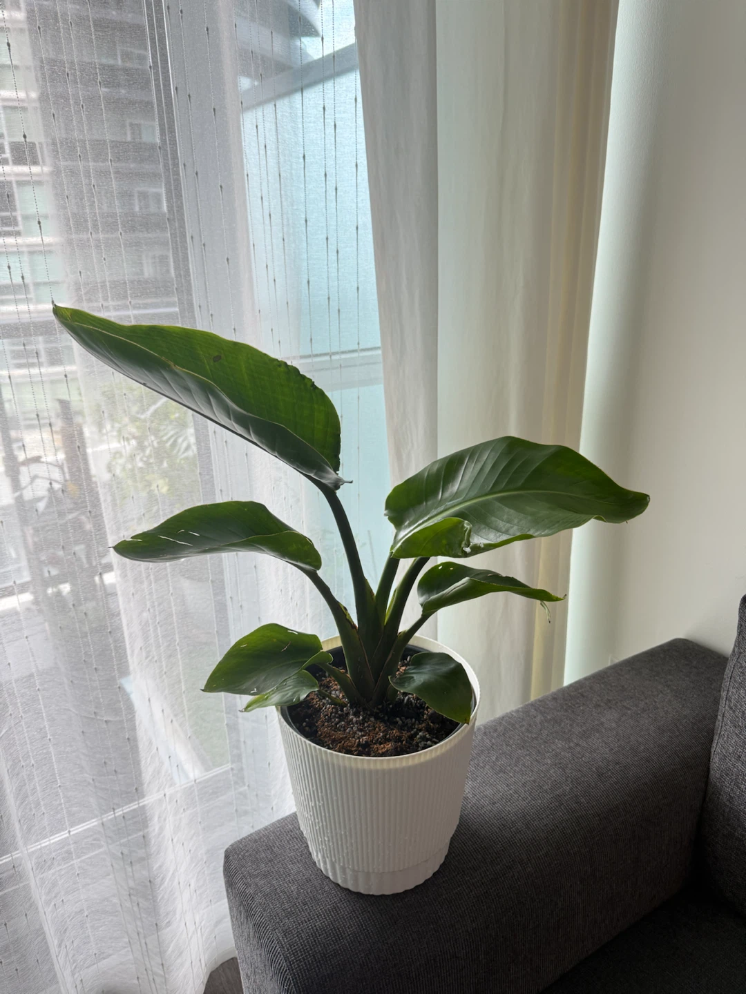 White Bird of Paradise Plant - photo 3