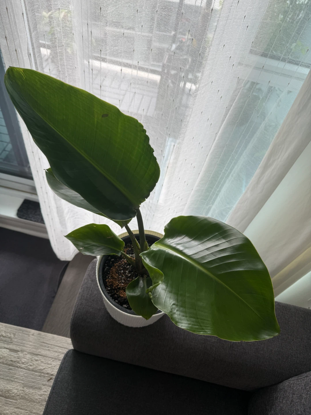 White Bird of Paradise Plant - photo 4