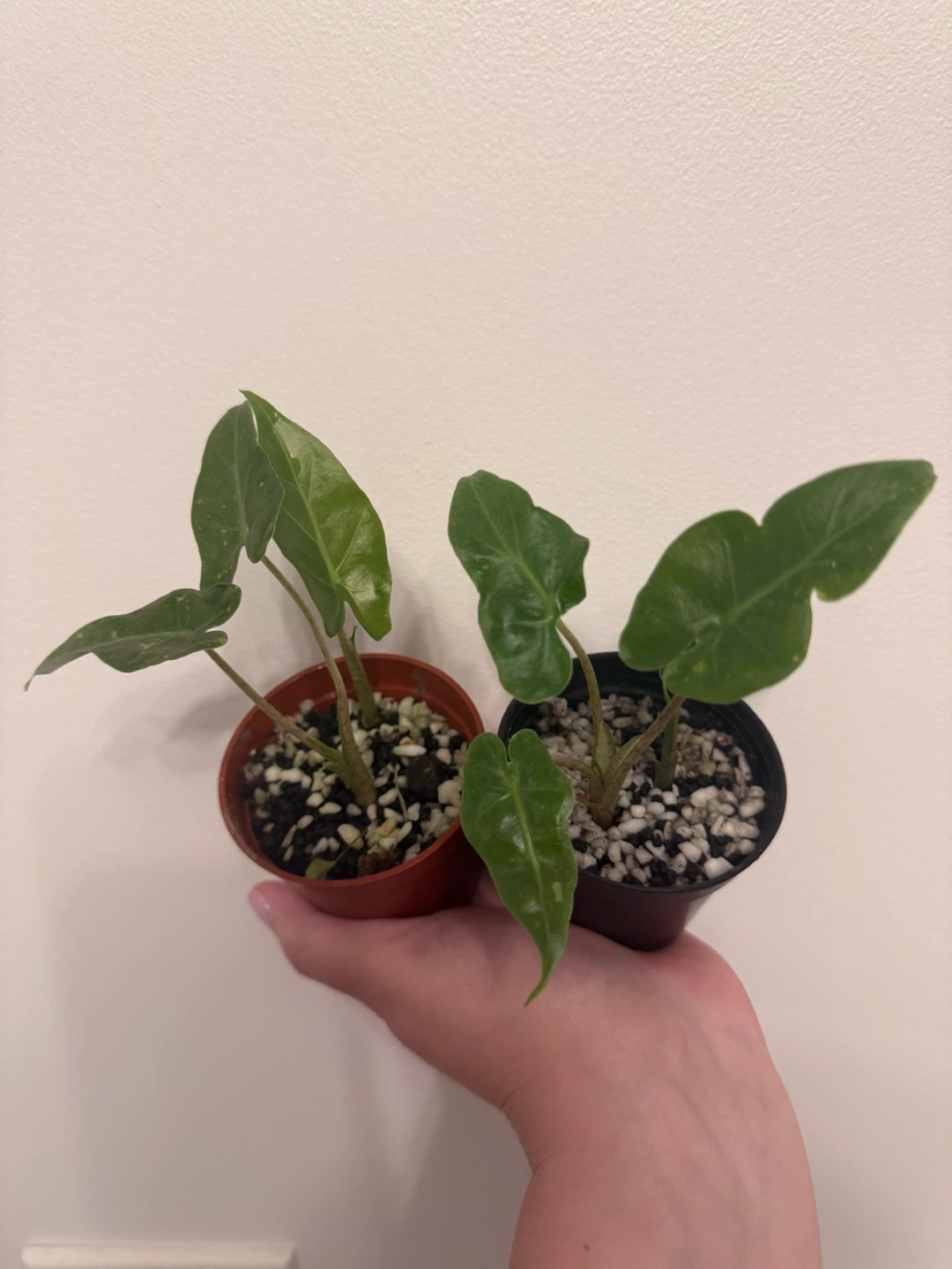 Alocasia Portora Plants
