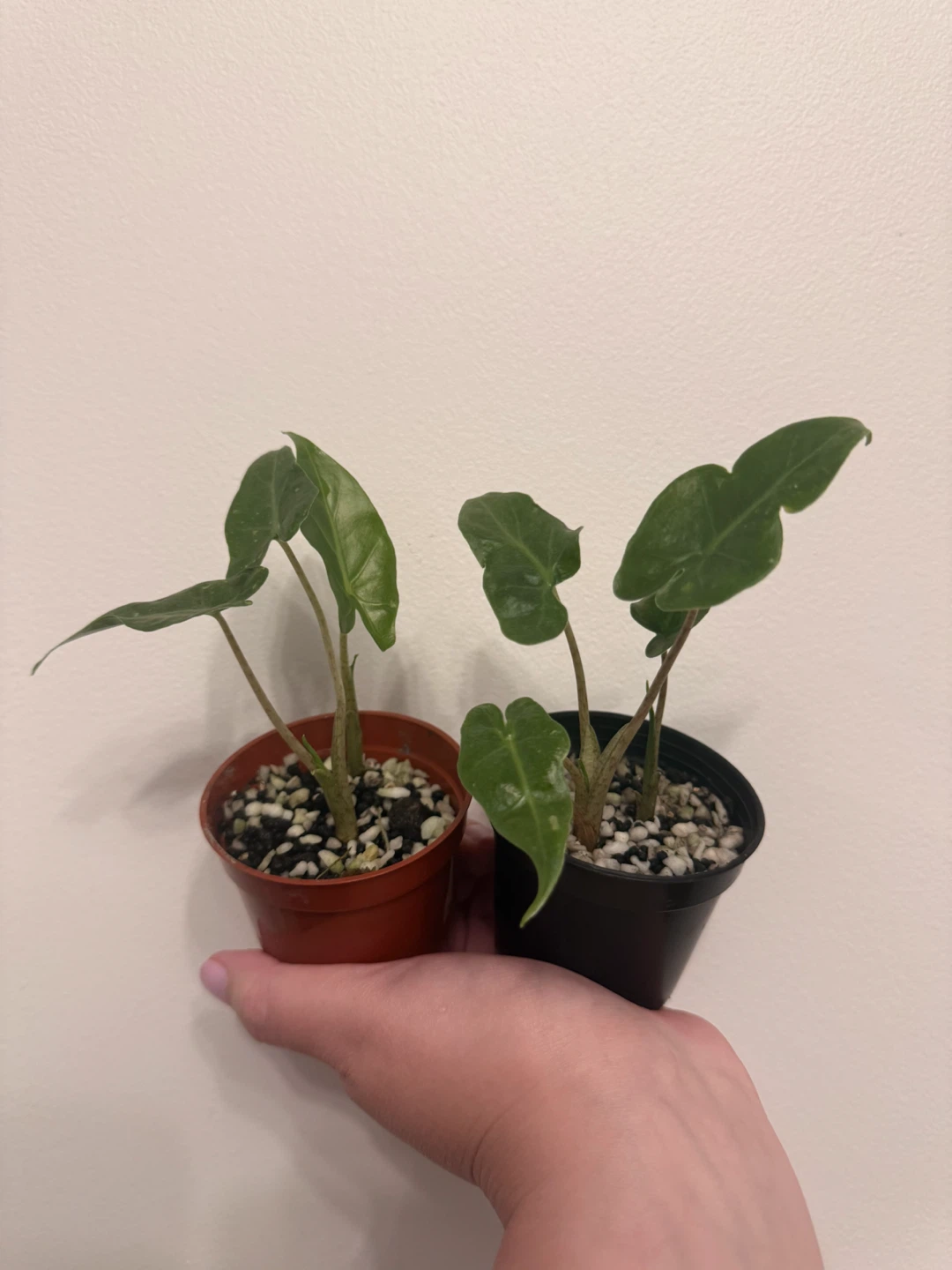 Alocasia Portora Plants - photo 2