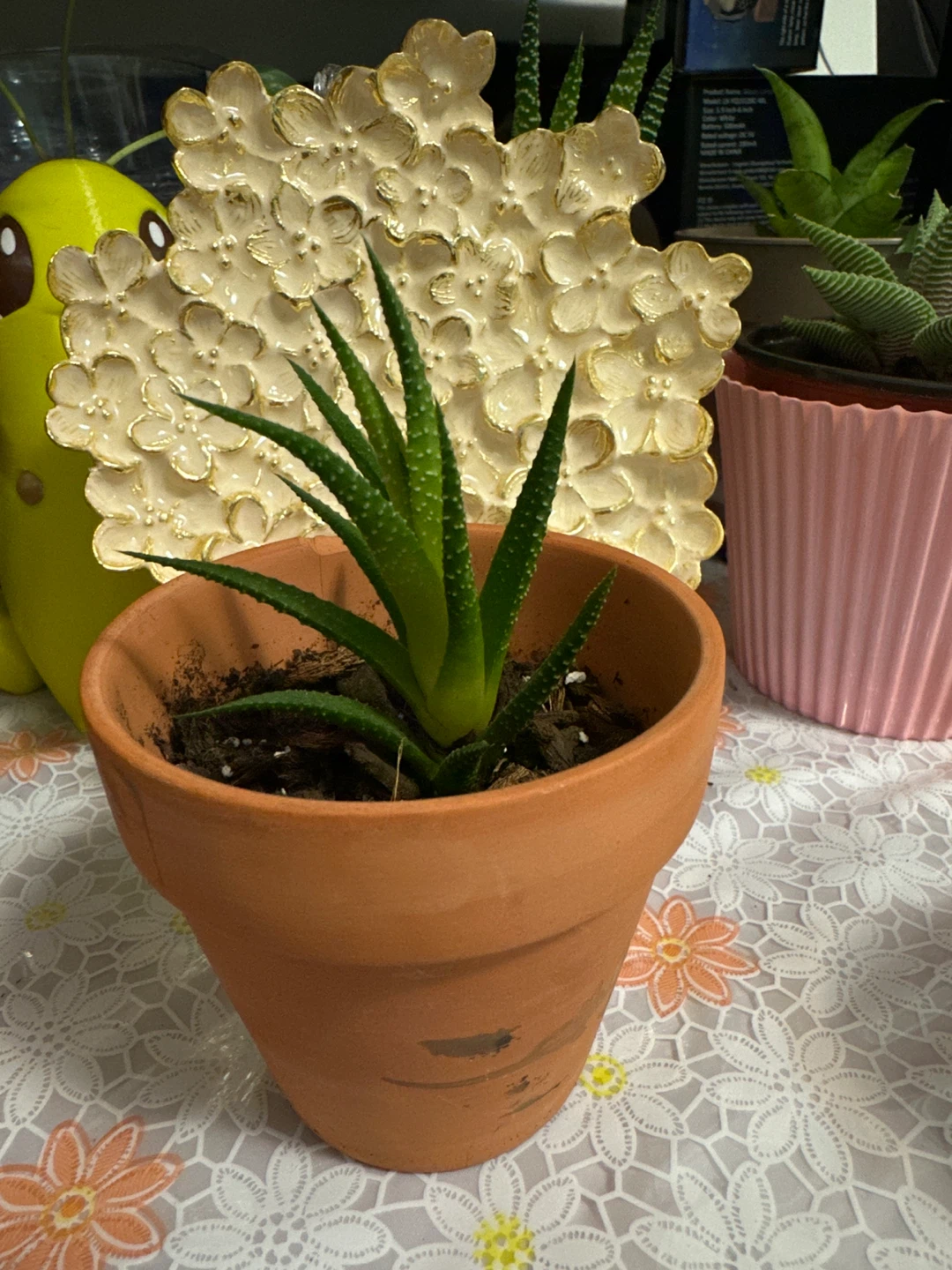 🏈 Small Haworthia Succulent in Terracotta Pot