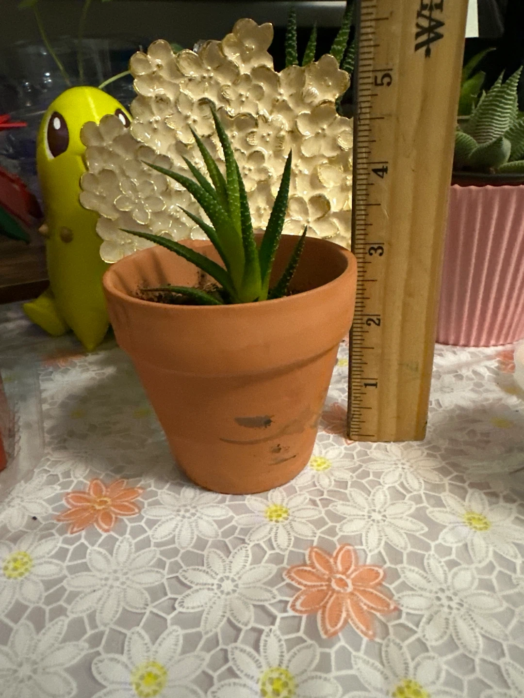 🏈 Small Haworthia Succulent in Terracotta Pot - photo 2