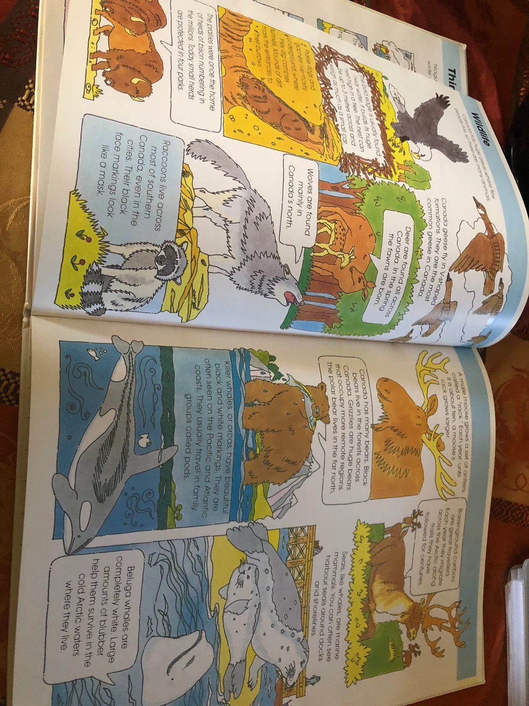 Kids' Canadian Atlas 🏈 - photo 5