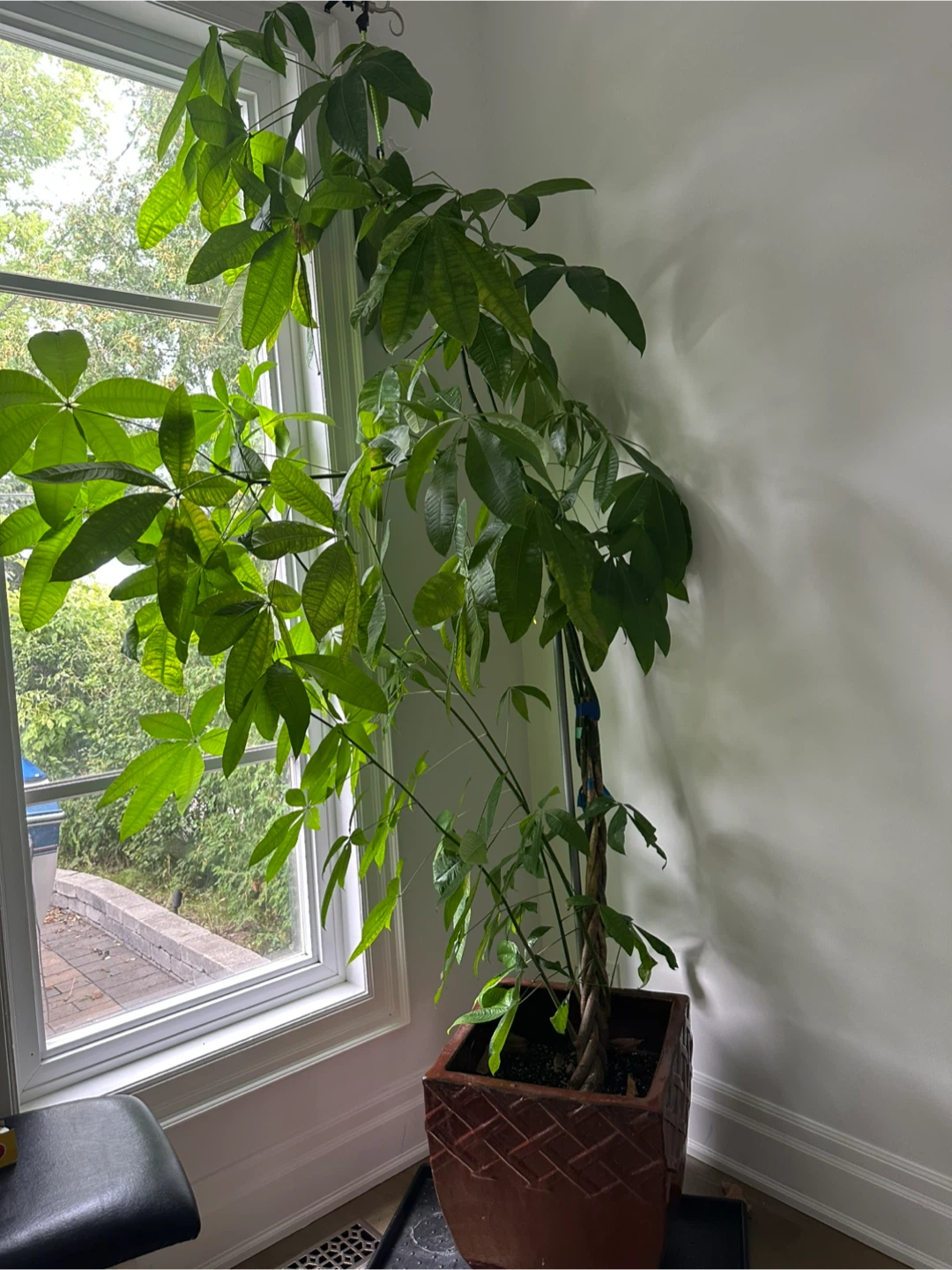 Large Braided Money Tree Plant - photo 2