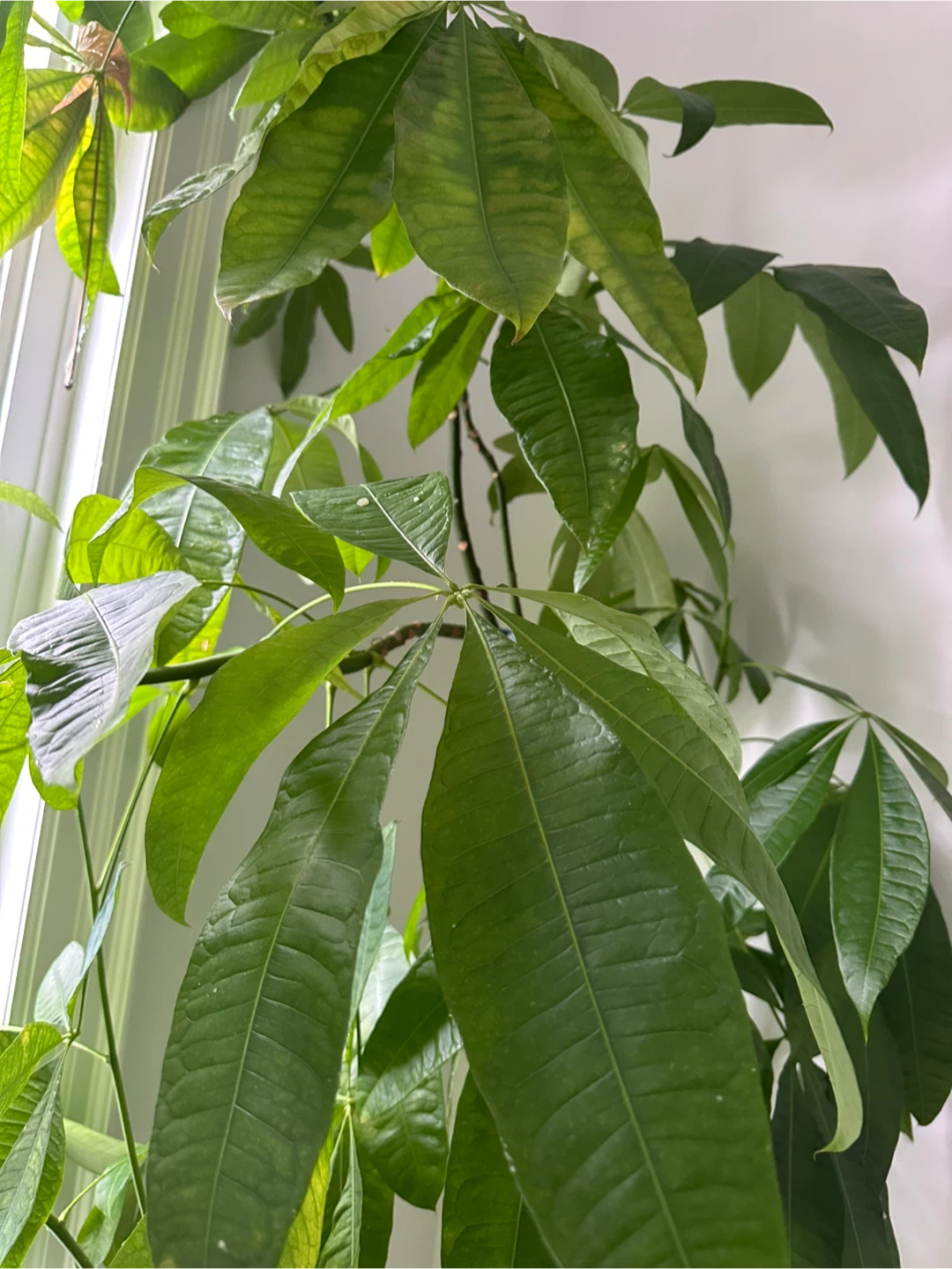 Large Braided Money Tree Plant - photo 3
