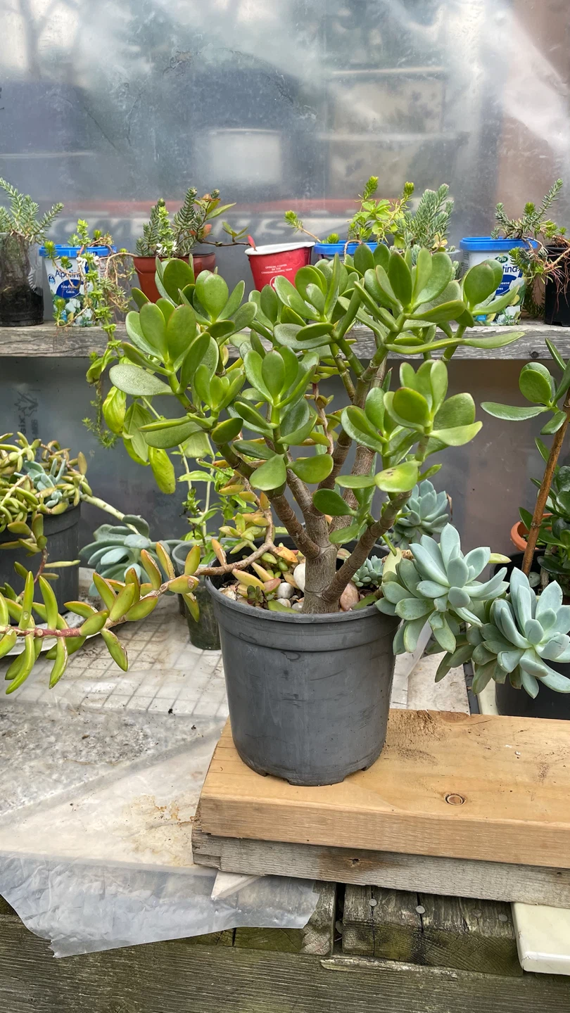 Succulents FROM $15