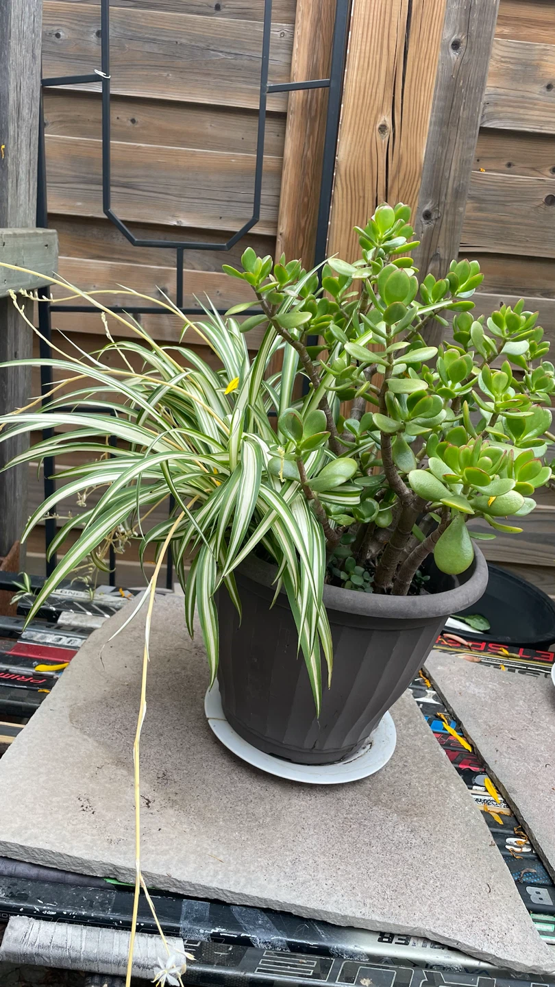 Succulents FROM $15 - photo 2