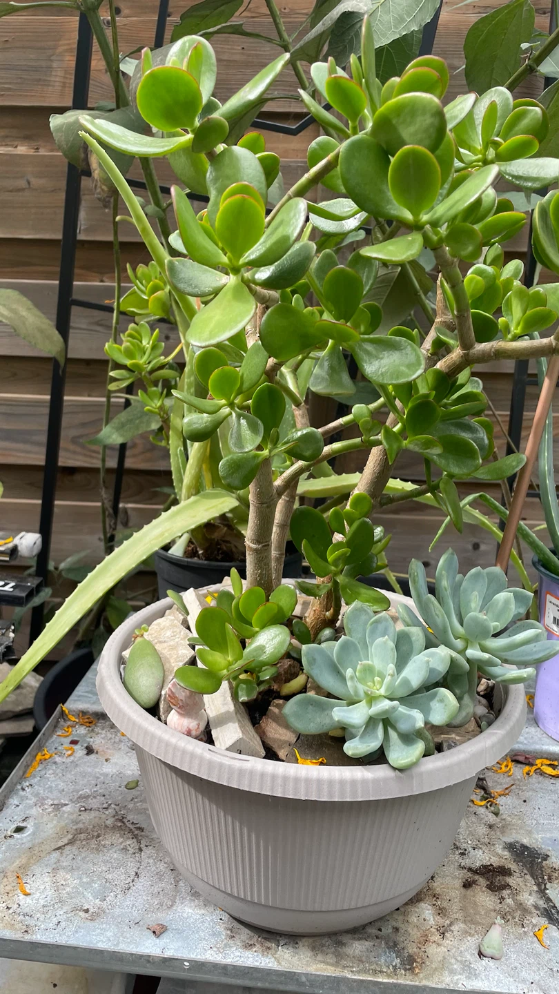Succulents FROM $15 - photo 3