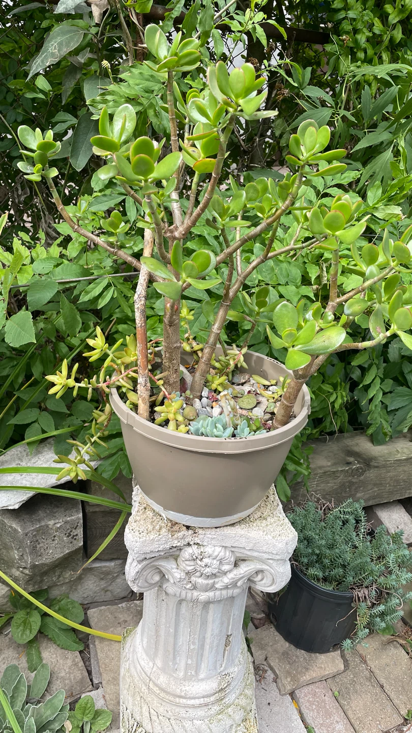 Succulents FROM $15 - photo 4