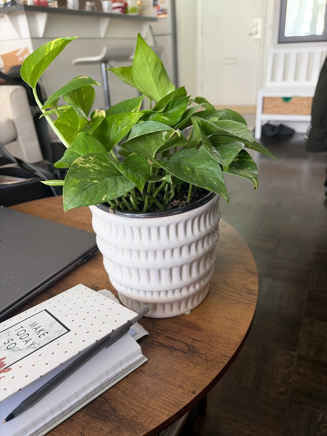 🏈  Pothos plant in white ceramic pot