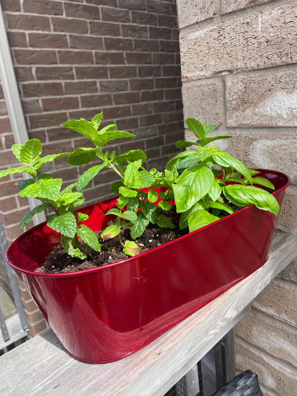 Fresh Mint and Basil in Red Metal Planter