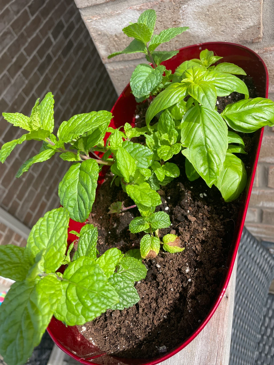 Fresh Mint and Basil in Red Metal Planter - photo 2