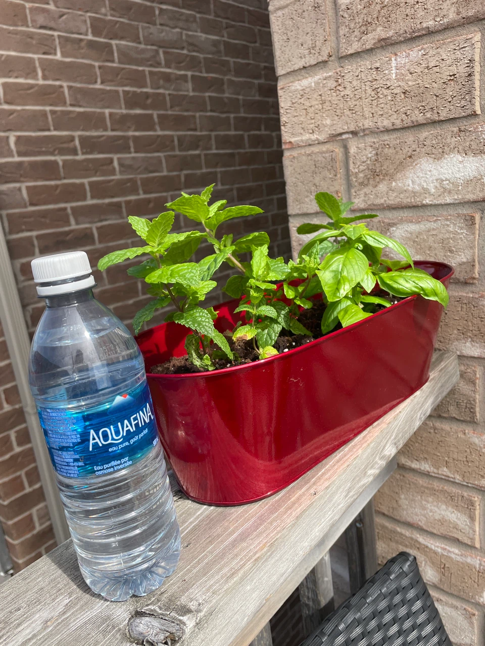 Fresh Mint and Basil in Red Metal Planter - photo 3