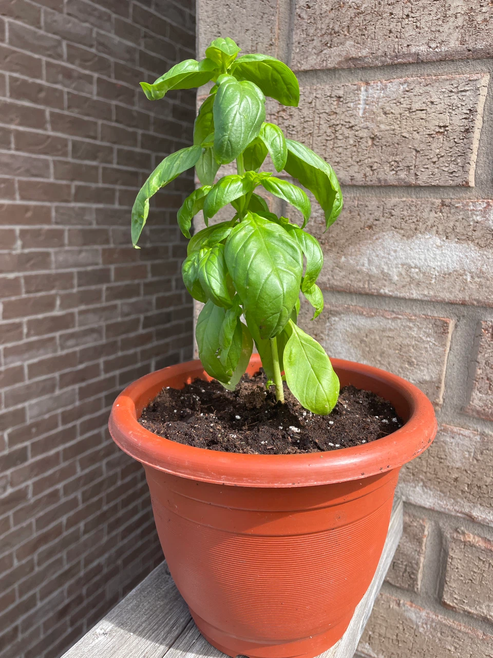 Fresh Potted Basil Plant