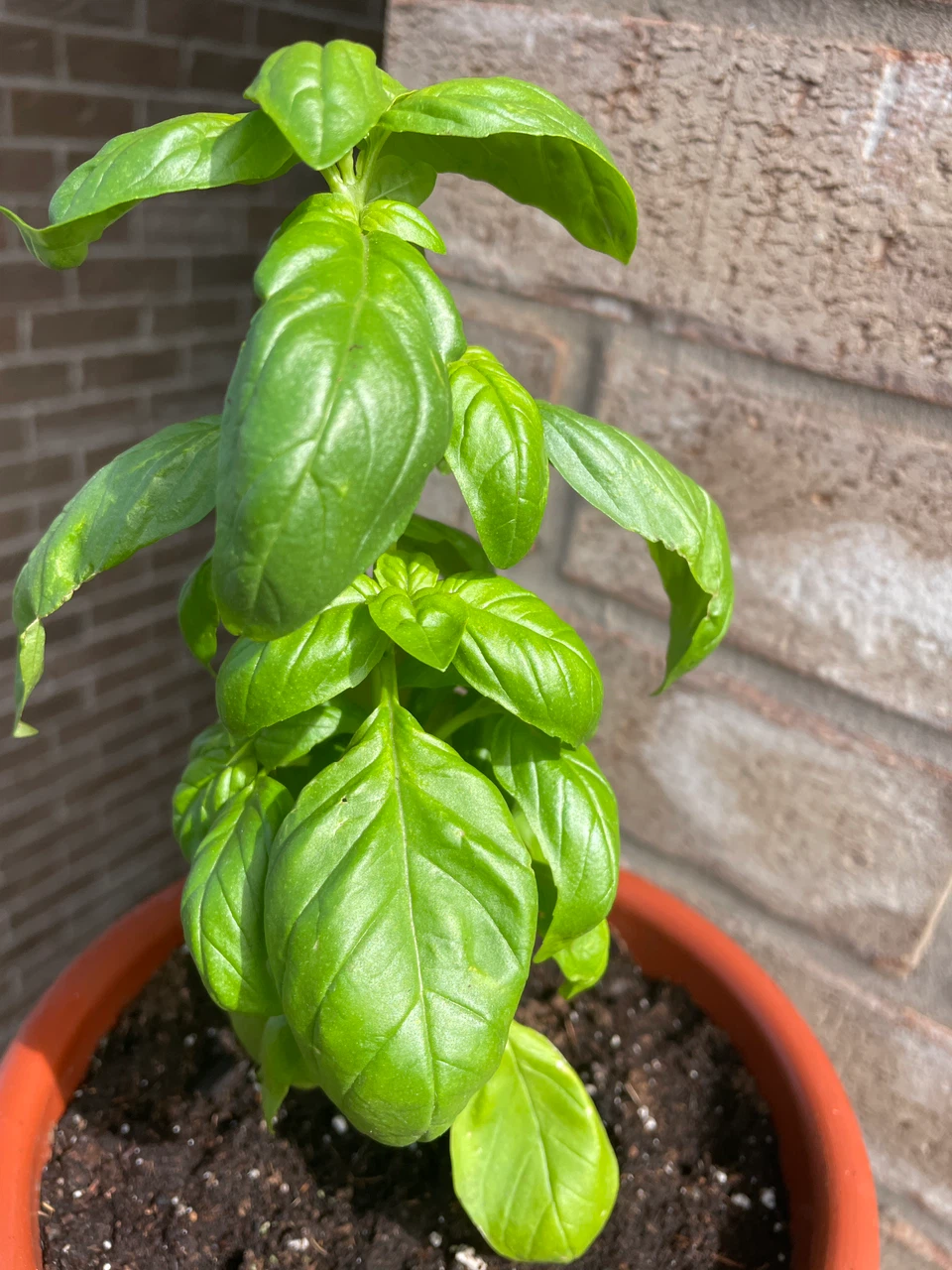Fresh Potted Basil Plant - photo 2