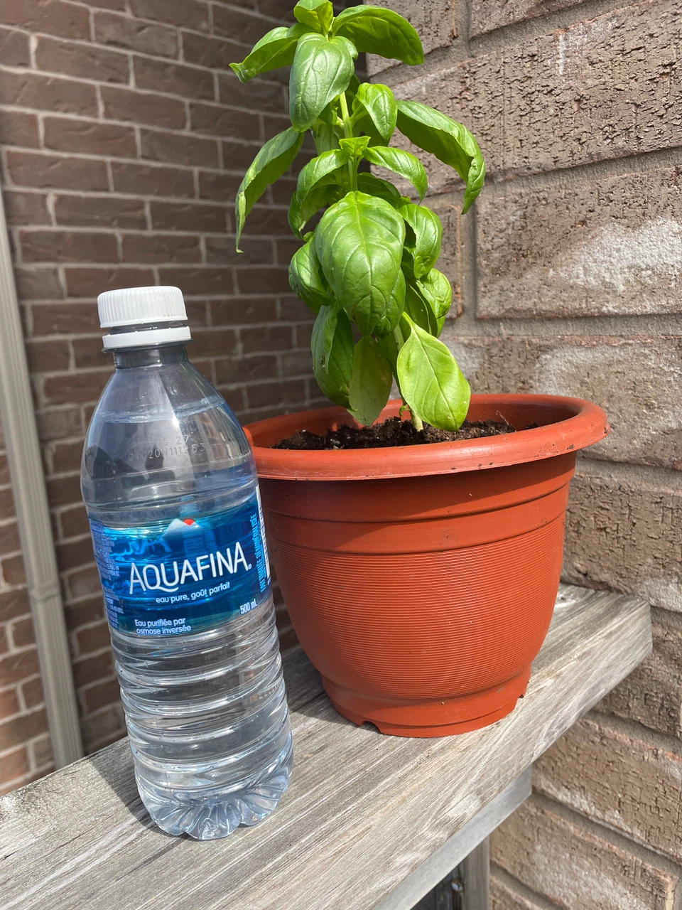 Fresh Potted Basil Plant - photo 3