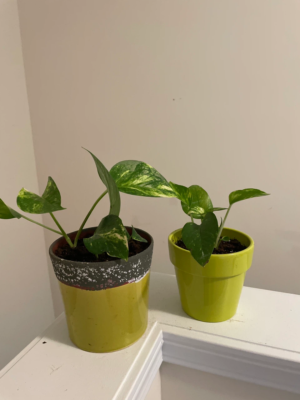 Two Pothos in ceramic Pots
