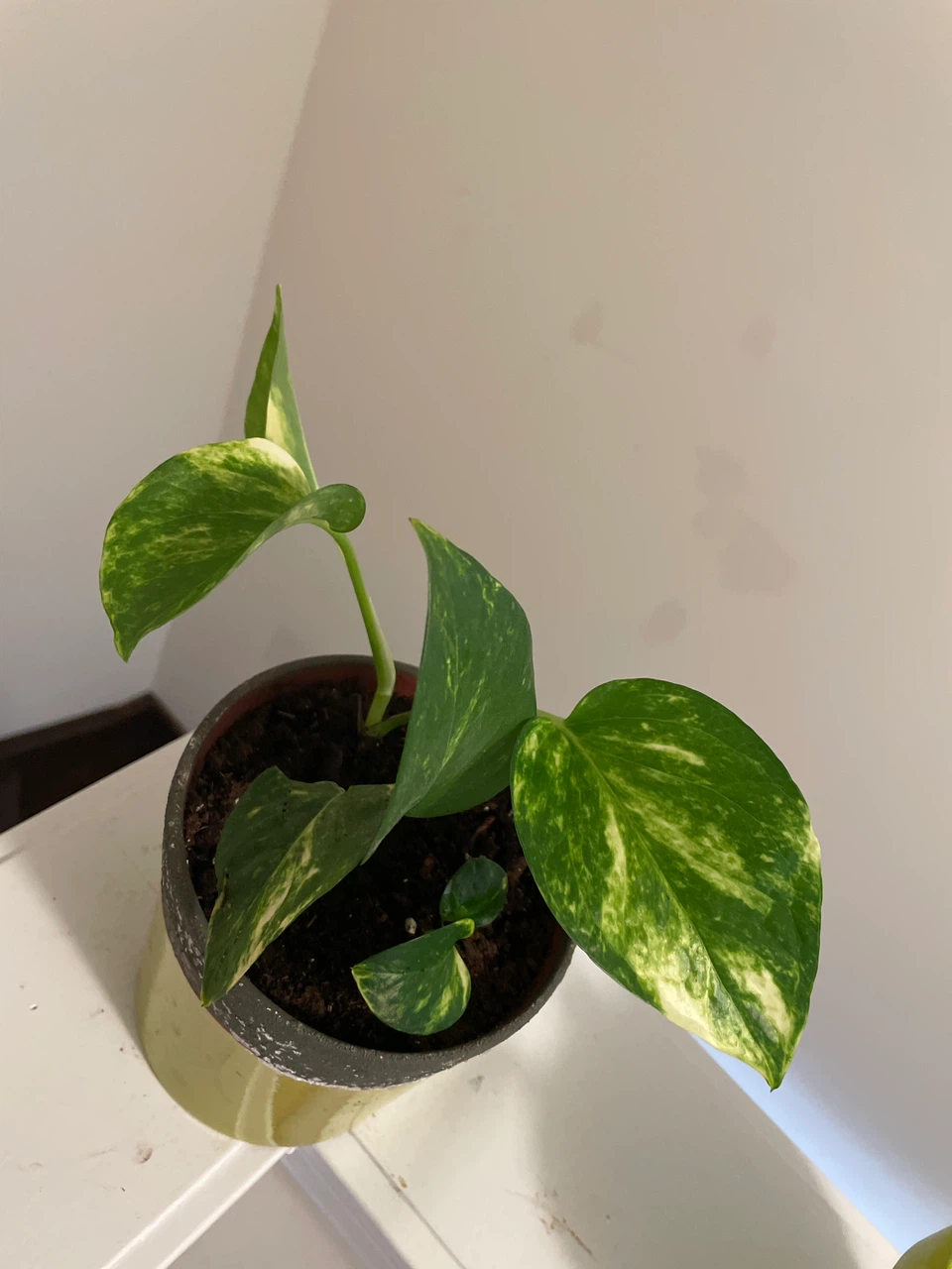 Two Pothos in ceramic Pots - photo 2