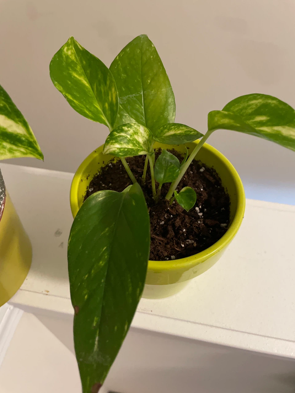 Two Pothos in ceramic Pots - photo 3