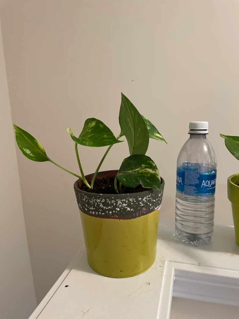 Two Pothos in ceramic Pots - photo 4