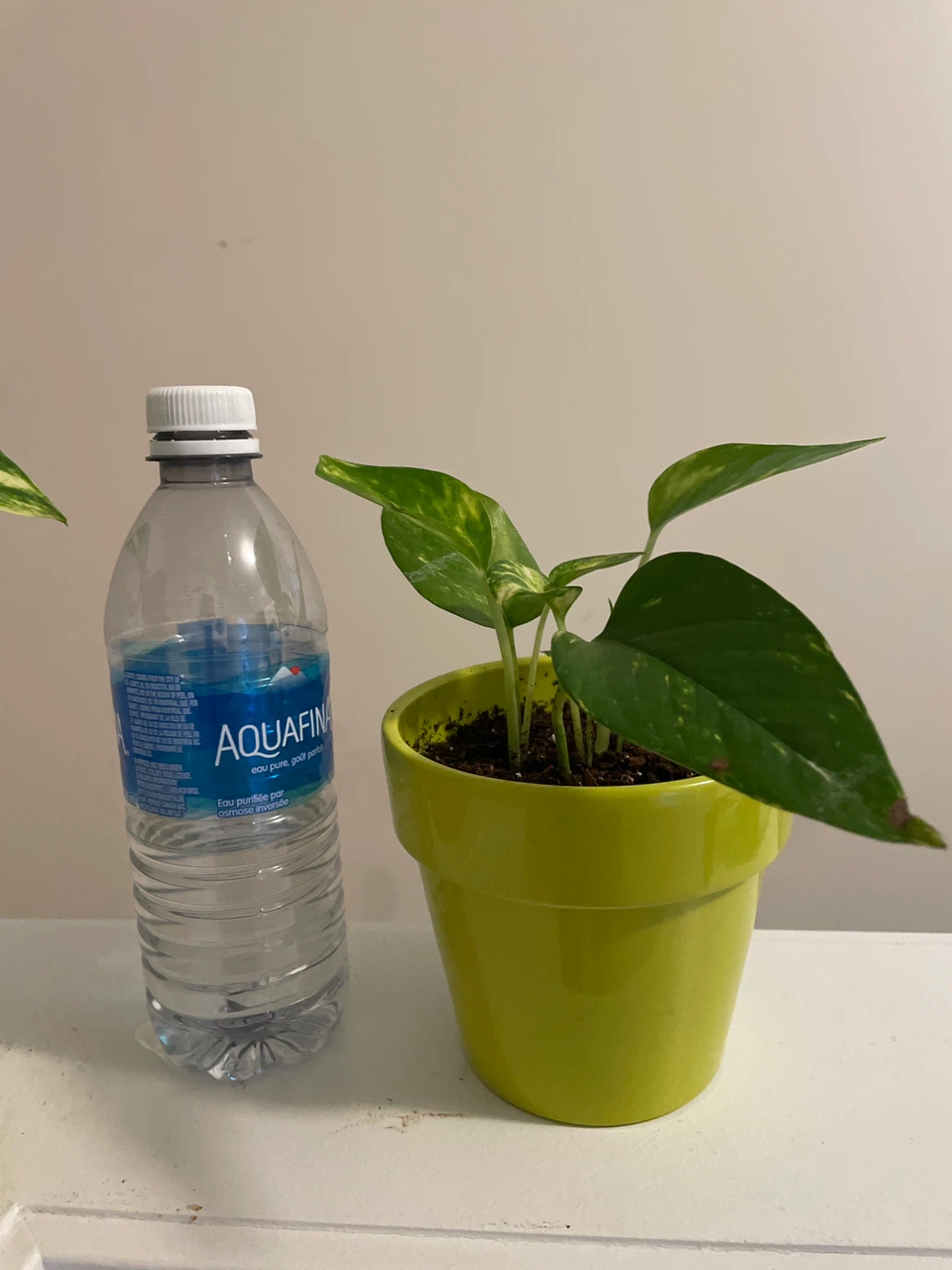 Two Pothos in ceramic Pots - photo 5