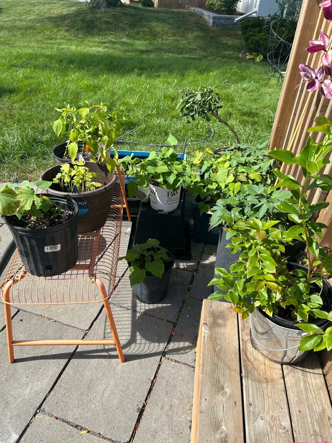PICK UP PLANTS HERE - Hanging Basket & Indoor & Outdoor Plants