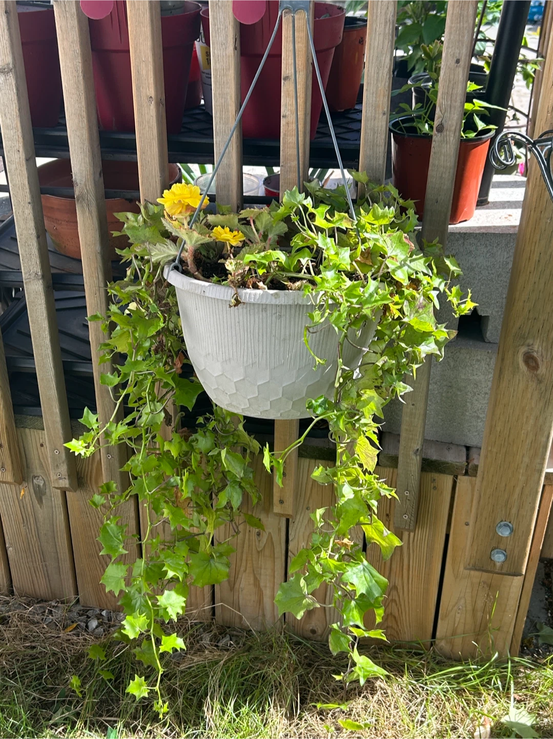 PICK UP PLANTS HERE - Hanging Basket & Indoor & Outdoor Plants - photo 2