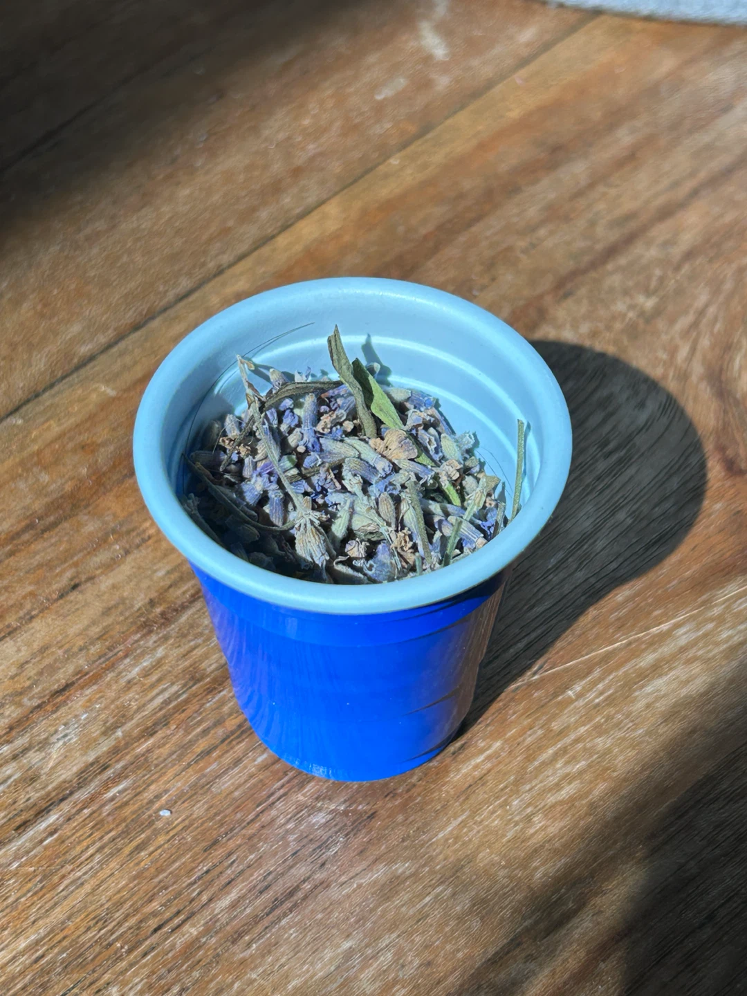 Fresh Lavender Seed Cups (Ready for planting)