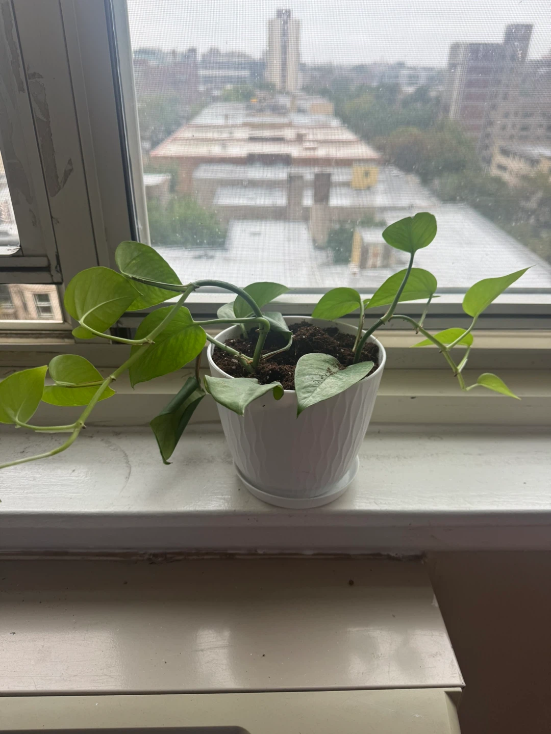 Pothos plant in white plastic 6in pot