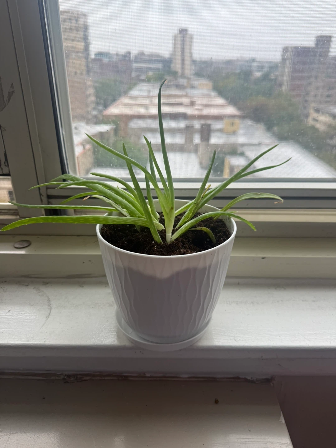 Aloe Vera plant in white pot