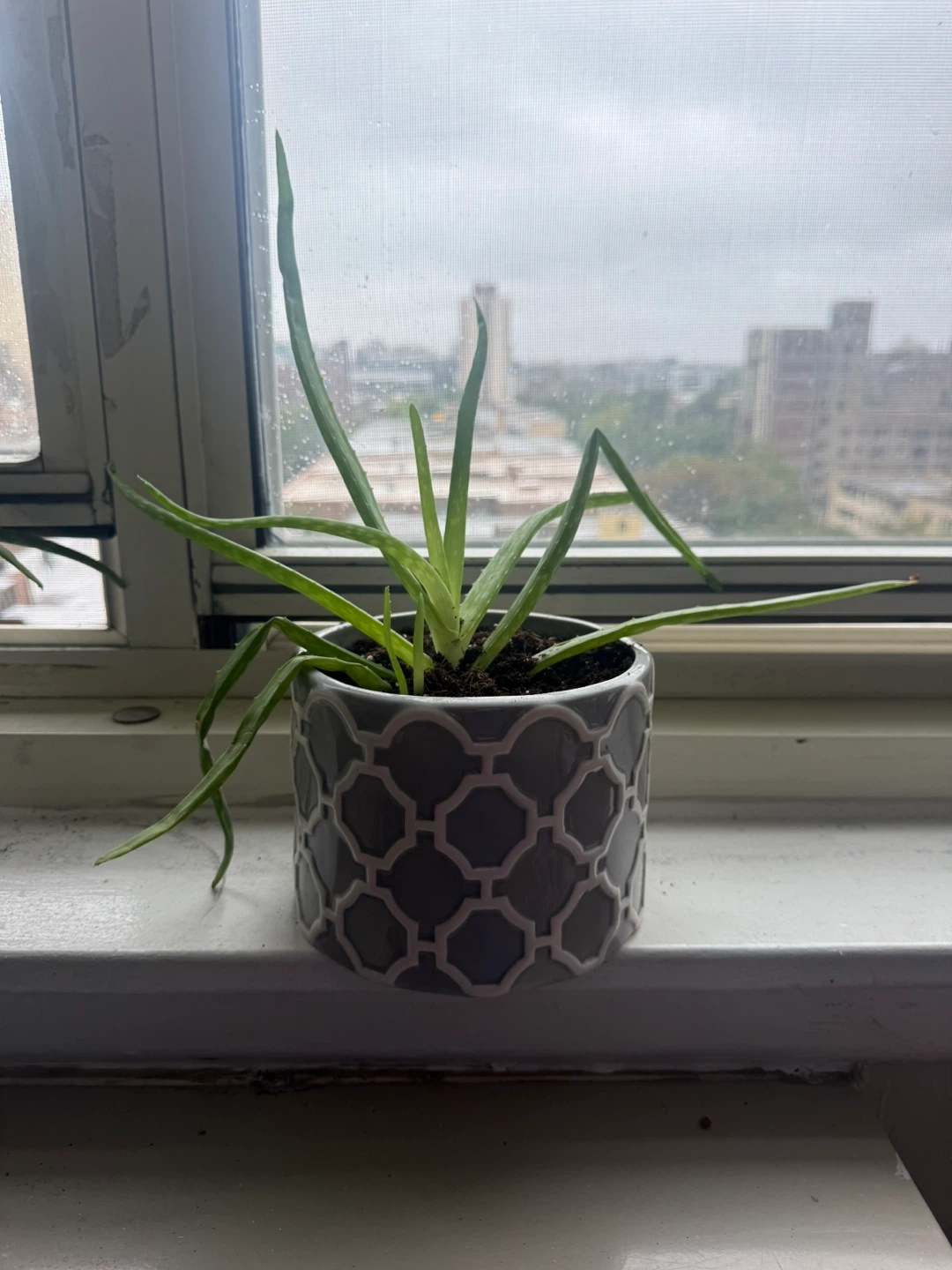 Aloe Vera Plant in Decorative Grey Planter