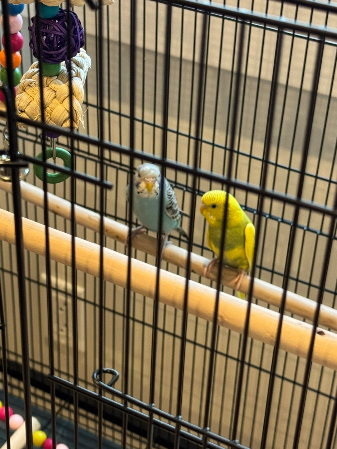 Large Black Bird Cage with Stand (comes with 2 Parakeets) - photo 3