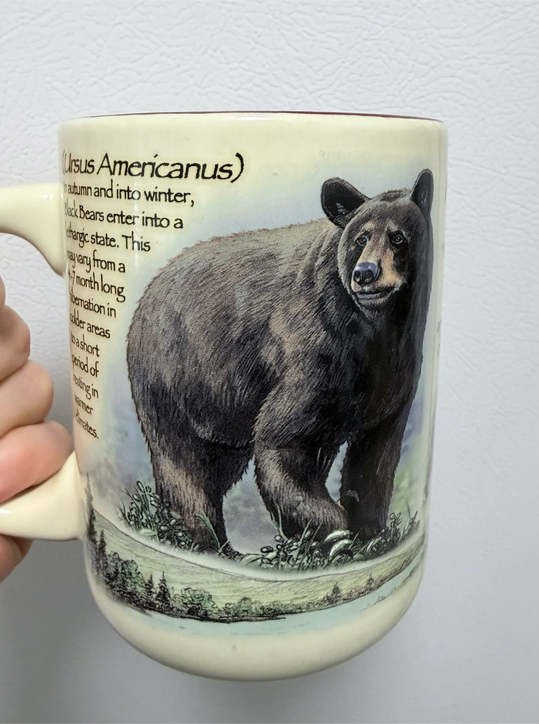 American Expedition Black Bear Ceramic Mug