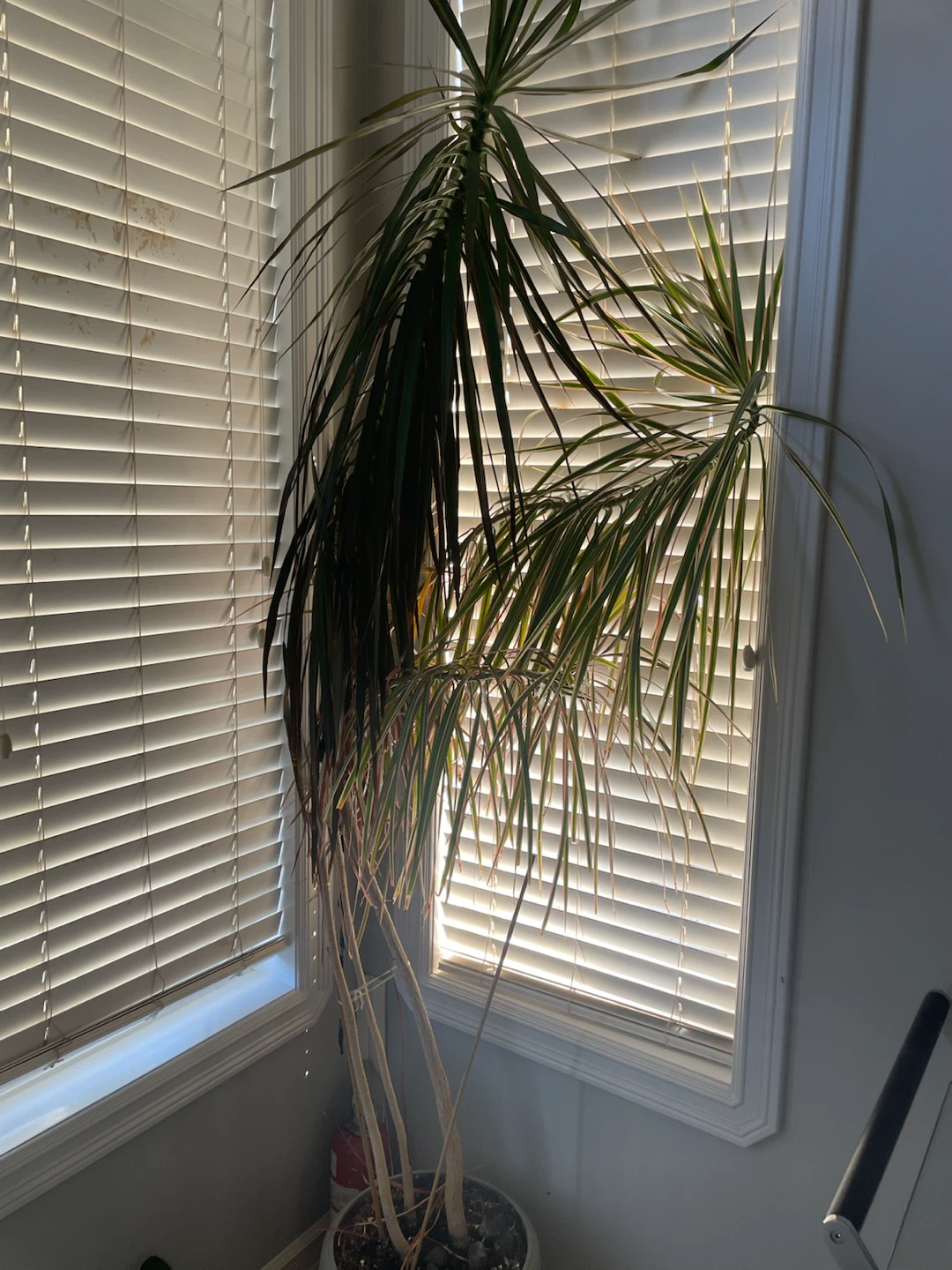 Dracaena Marginata Houseplant