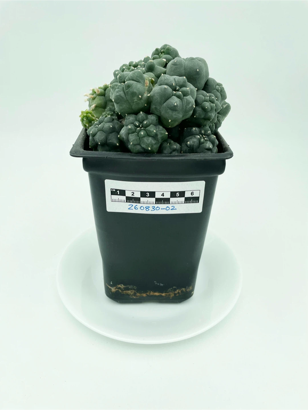 Lophophora Williamsii Cluster [260830-02]