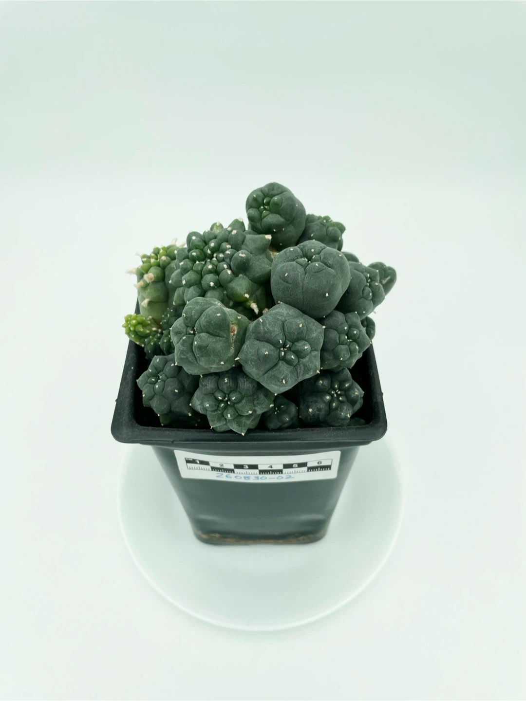 Lophophora Williamsii Cluster [260830-02] - photo 2