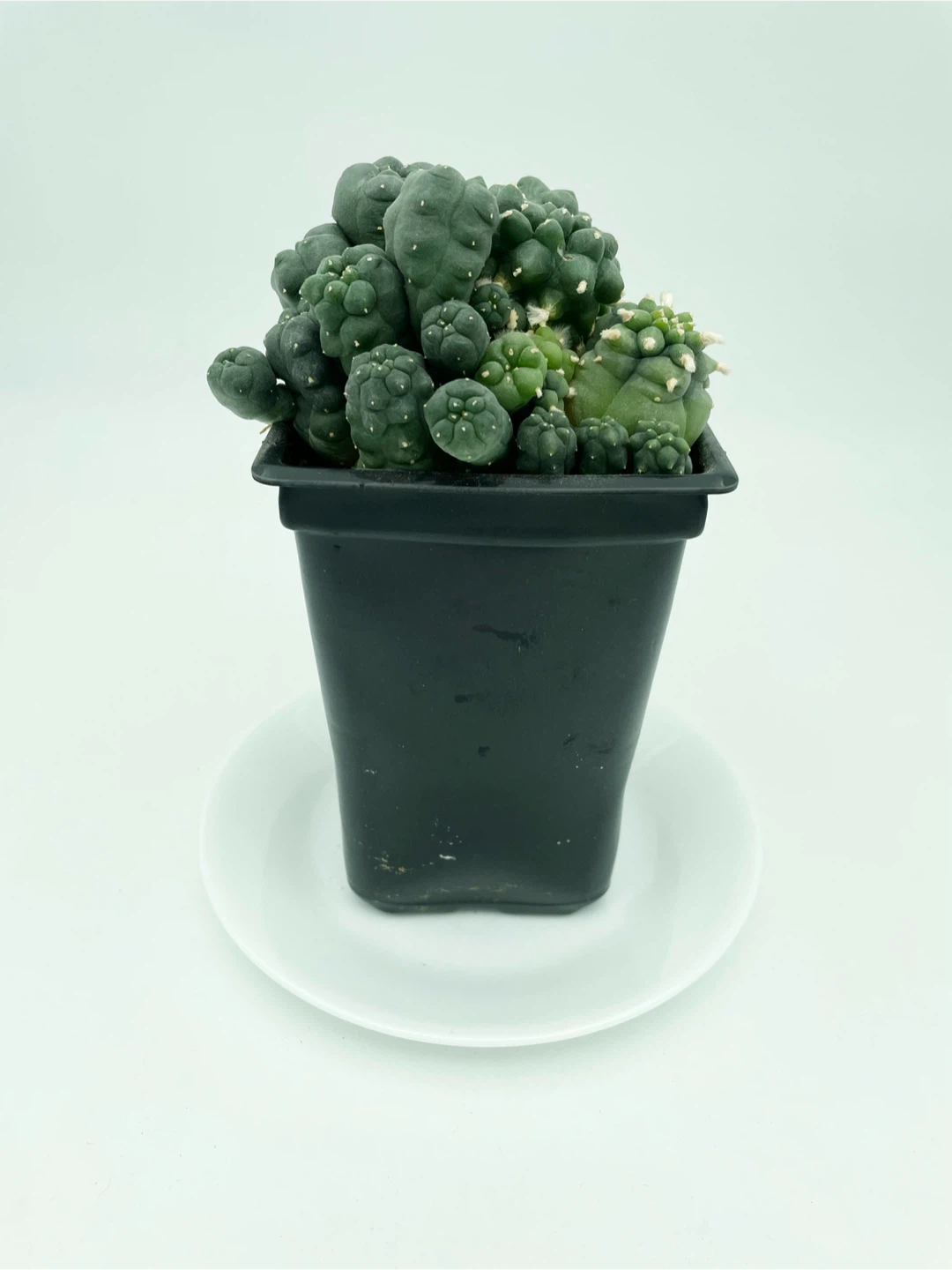 Lophophora Williamsii Cluster [260830-02] - photo 3
