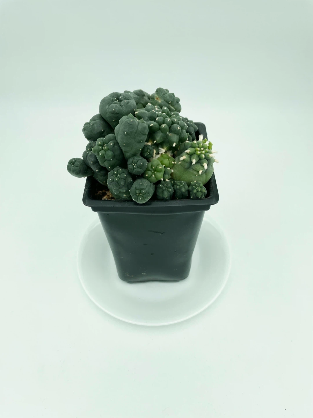 Lophophora Williamsii Cluster [260830-02] - photo 4