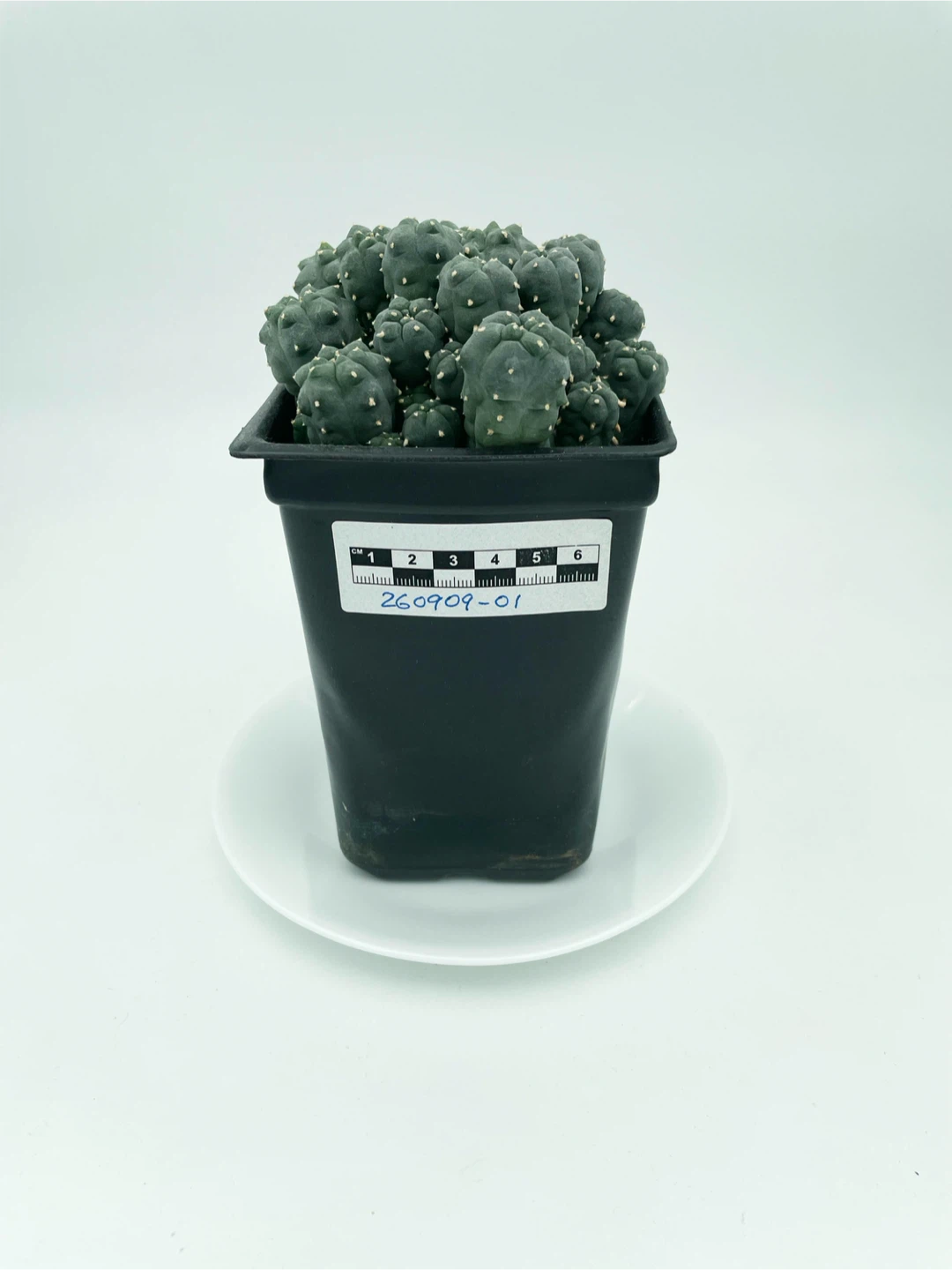 Lophophora Williamsii Cluster [260909-01]